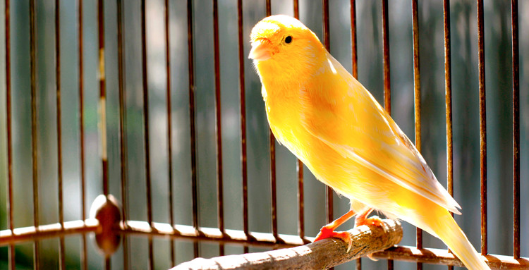 Fi Canary