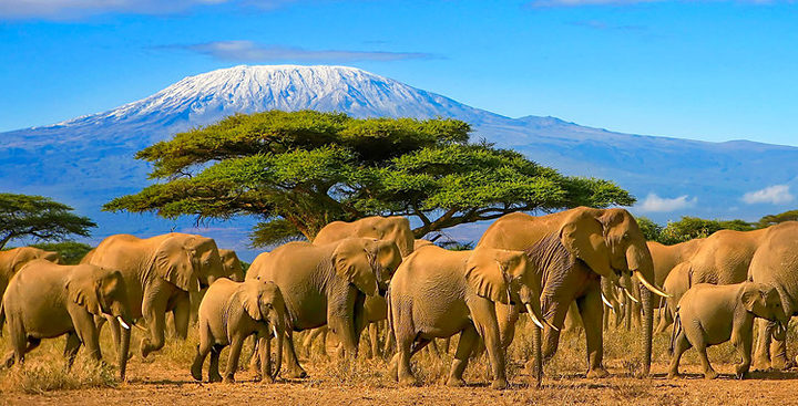 Fi Kilimanjaro