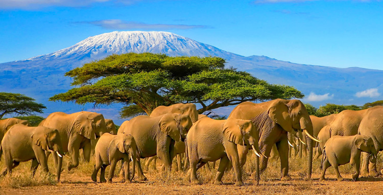 Fi Kilimanjaro