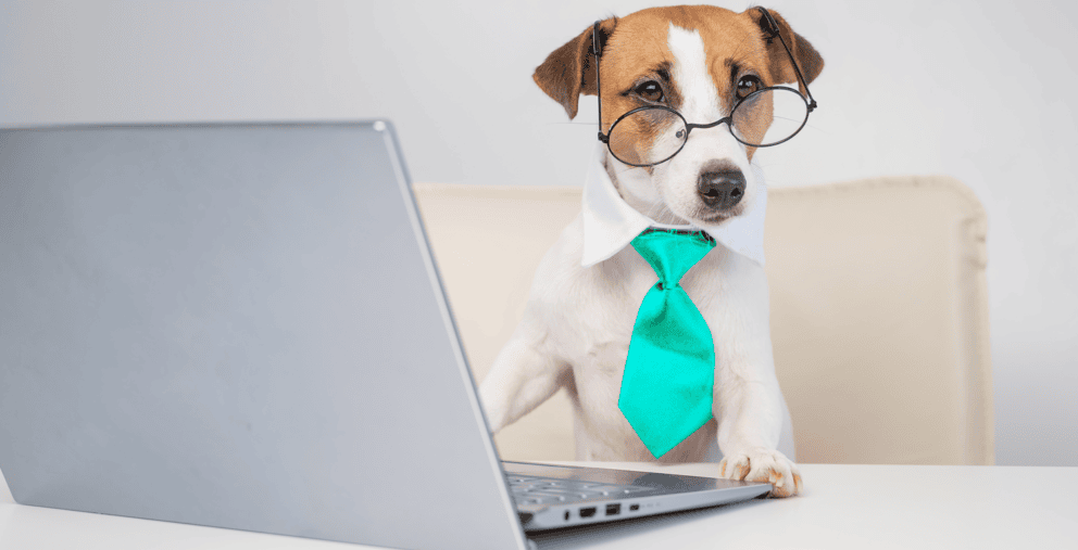 Fi Pets At Work